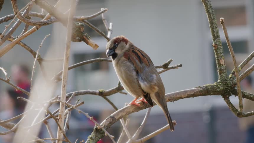 A small house sparrow meticulously preens its feathers while perched on a bare branch on a sunny day