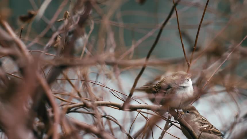 A flock of sparrows perches and dozes on the brown, tangled branches of a dormant winter bush