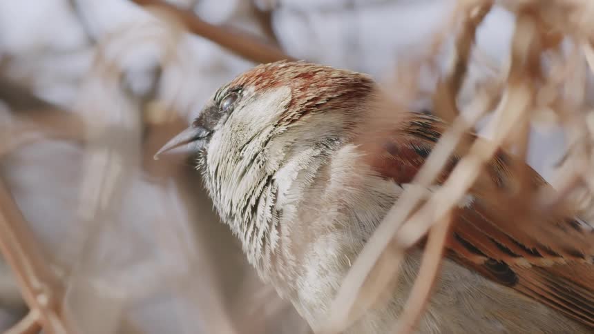 A sleepy male house sparrow perches among dry reeds, chirping and blinking before dozing off