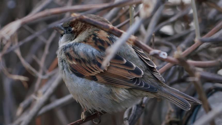 A detailed close-up shot of a small sparrow perched peacefully on a branch within a thicket of bare vines