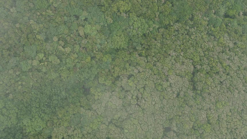A top-down aerial shot reveals a lush green forest as the morning fog clears
