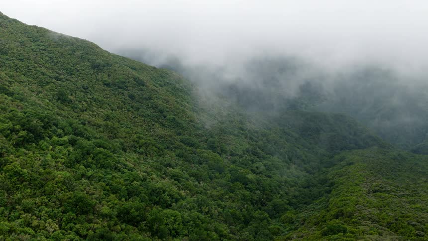 An aerial view of a dense green forest covering a mountain range with thick fog rolling through the valleys