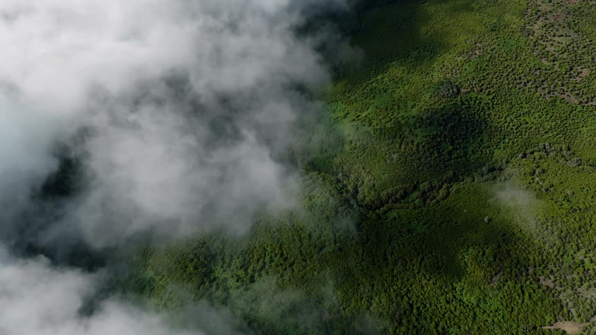A serene aerial view from above the clouds looking down on a lush green forest landscape