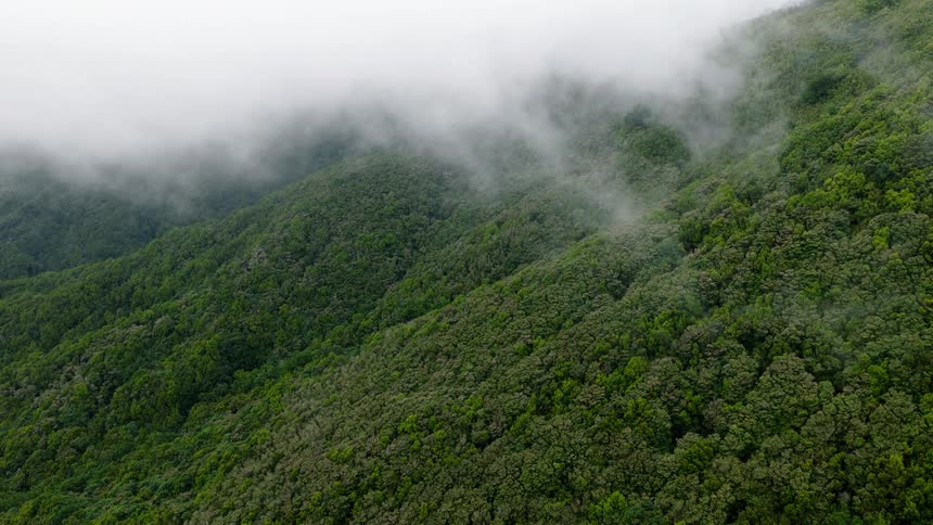 A serene aerial shot captures thick fog enveloping a lush, green mountainside