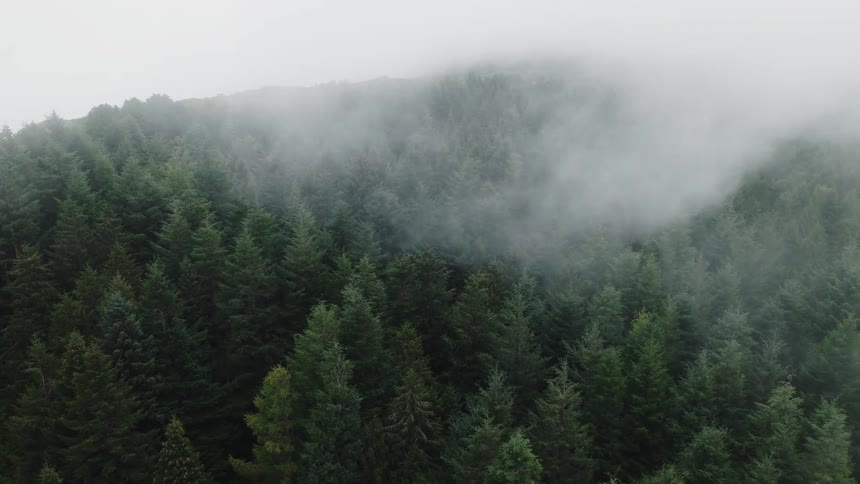 An aerial view of a dense evergreen forest as thick fog slowly rolls across the treetops