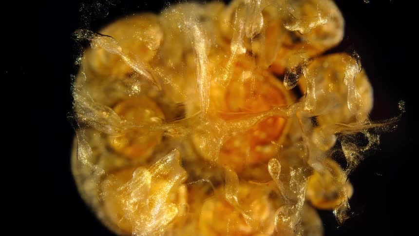 A microscopic close-up of a colony of golden Bryozoa statoblasts, showcasing the intricate internal structures of these dormant organisms