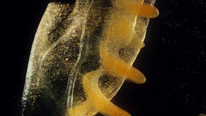 A mysterious golden substance with suspended glitter slowly transforms and expands in a biological-like process against a black background