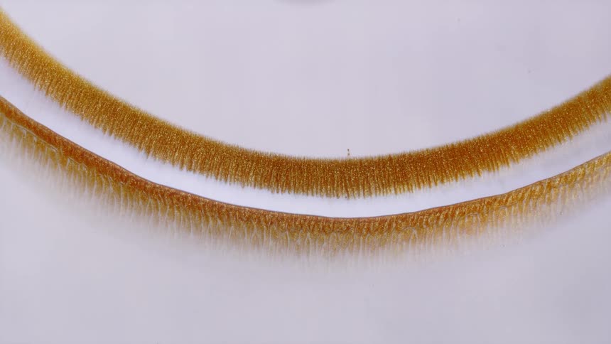 Curved bands of golden glitter slowly dissipate into delicate, feathery tendrils on a bright white background