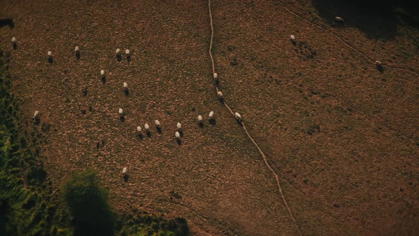 A top-down aerial shot captures a flock of sheep grazing and walking along a path in a sunlit, golden-brown field