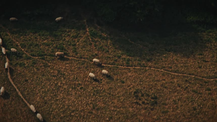 A flock of sheep follows a winding path across a sunlit pasture in a serene aerial view