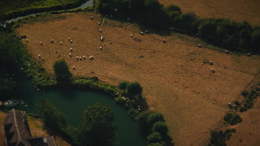 An idyllic high-angle aerial view of sheep grazing in a golden field next to a winding river in the peaceful countryside