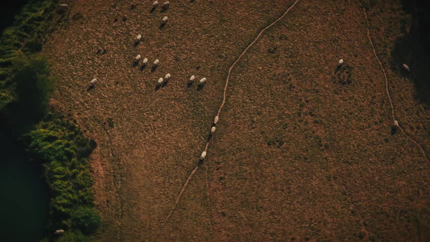 Top-down aerial view of a flock of sheep following a path through a sun-drenched, golden field