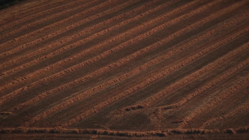 Neat parallel rows of golden straw cover a harvested agricultural field during the warm light of sunset