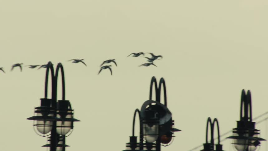 A flock of birds flies in slow motion, silhouetted against a pale sky with urban lampposts in the foreground