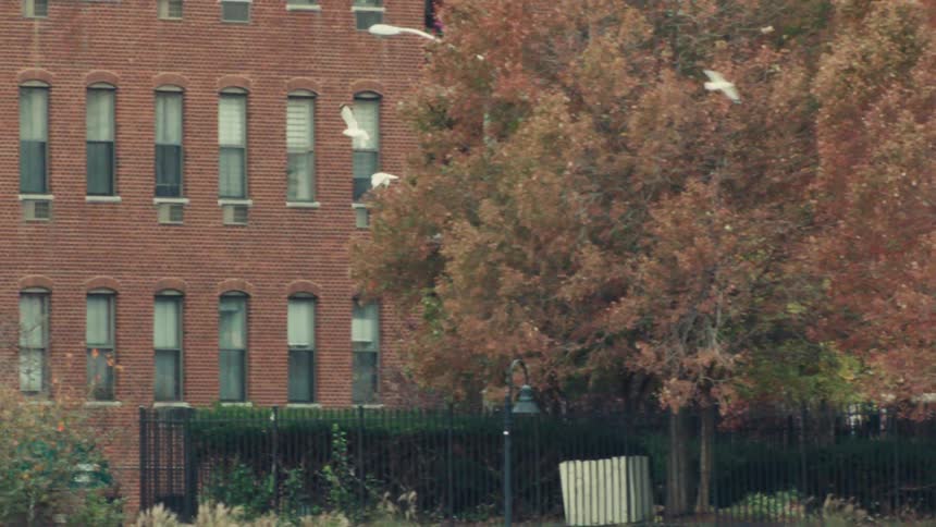 A pair of white birds fly gracefully in slow motion past colorful autumn trees with a red brick building in the background