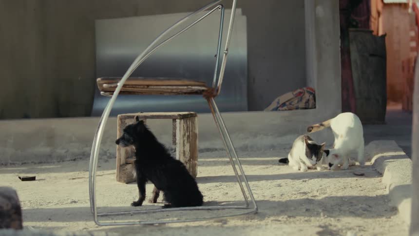 A black cat sits under an overturned chair while two other cats play and groom themselves in a dusty alley