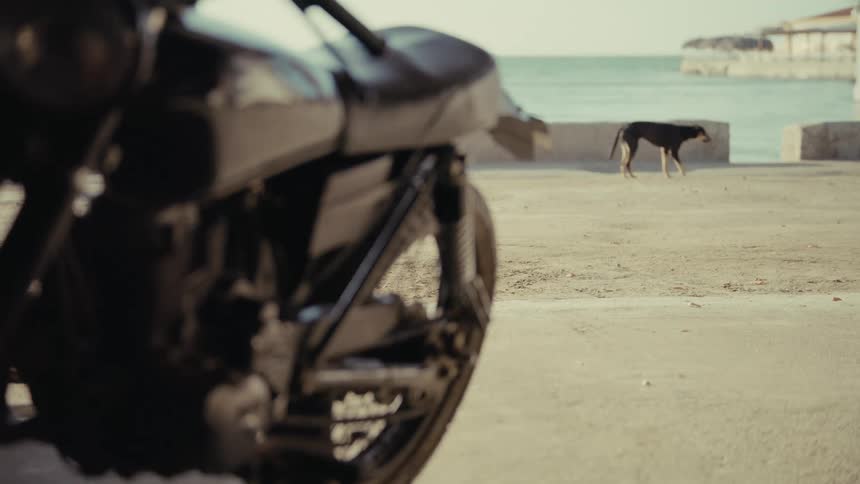 Two stray dogs wander on a sandy pier by the ocean with a vintage motorcycle out of focus in the foreground