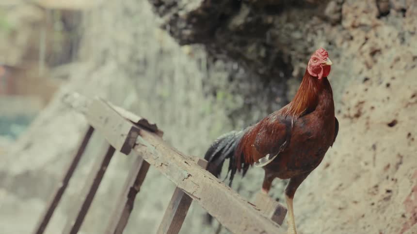 A vigilant brown rooster perches on a weathered wooden ladder, scratching and observing its surroundings by a rocky, dripping cliff face