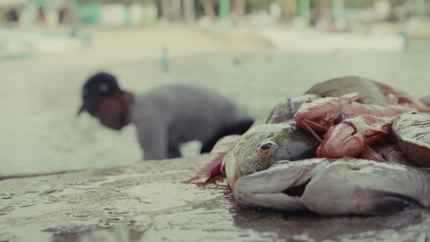 A close-up of a fresh catch of colorful fish rests on the shore as a fisherman works in the shallow water behind