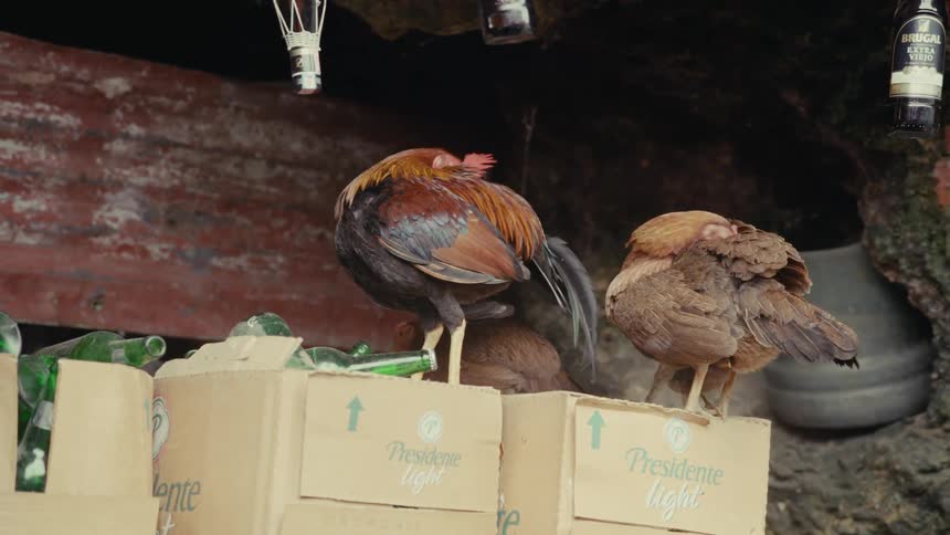 A vibrant rooster and a brown hen preen themselves while perched on cardboard boxes in a rustic shelter