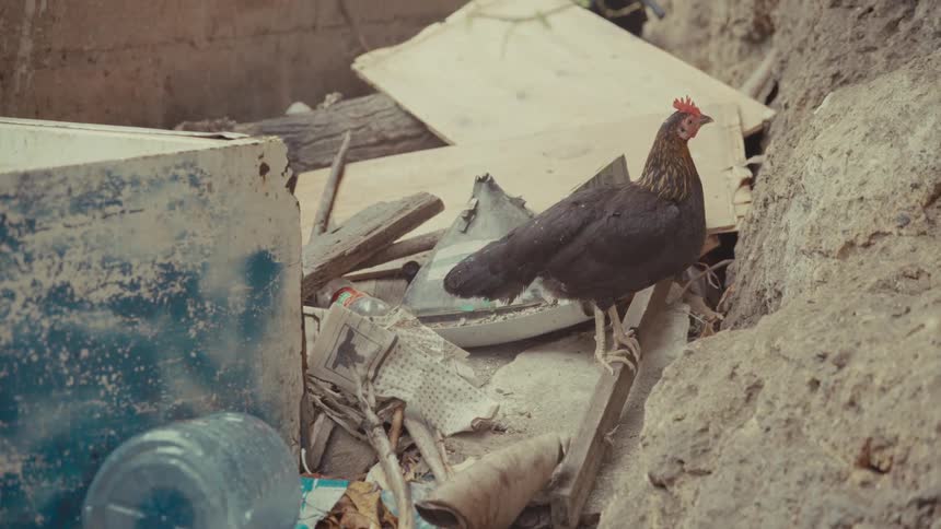 A lone black and brown chicken stands still amongst a pile of trash and debris in an outdoor setting