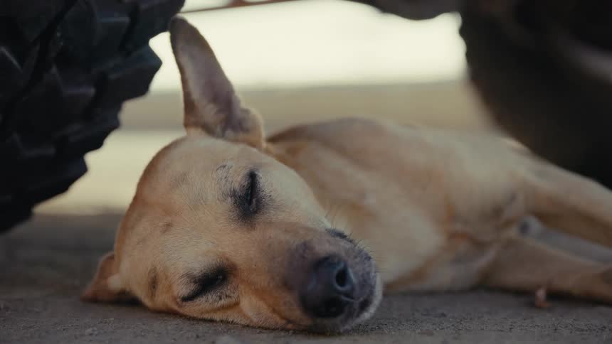 A close-up of a tired dog sleeping in the shade under a vehicle's tire on a hot day