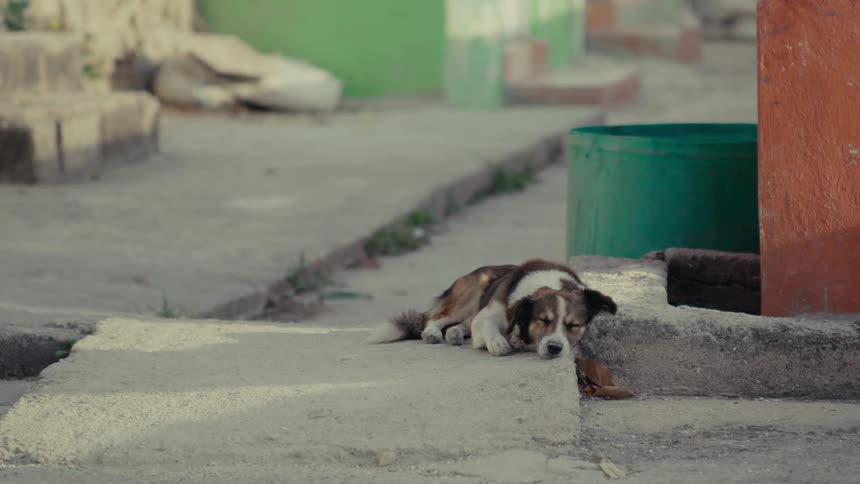 A tired, small dog peacefully sleeps on the concrete steps of a quiet urban street