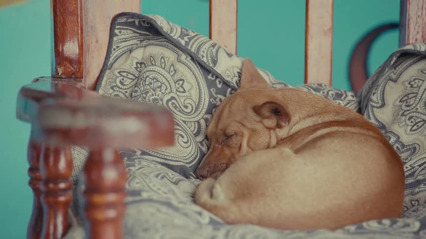 A tired brown dog curls up and sleeps peacefully on a comfortable, cushioned wooden chair