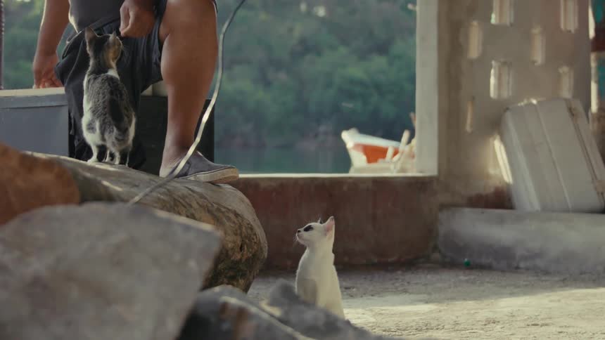 A man pets a small kitten on a log by the water as another cat sits and watches