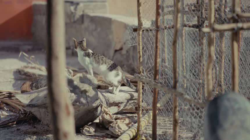 A curious white and grey cat sits among urban rubble on a sunny day, looking around its environment