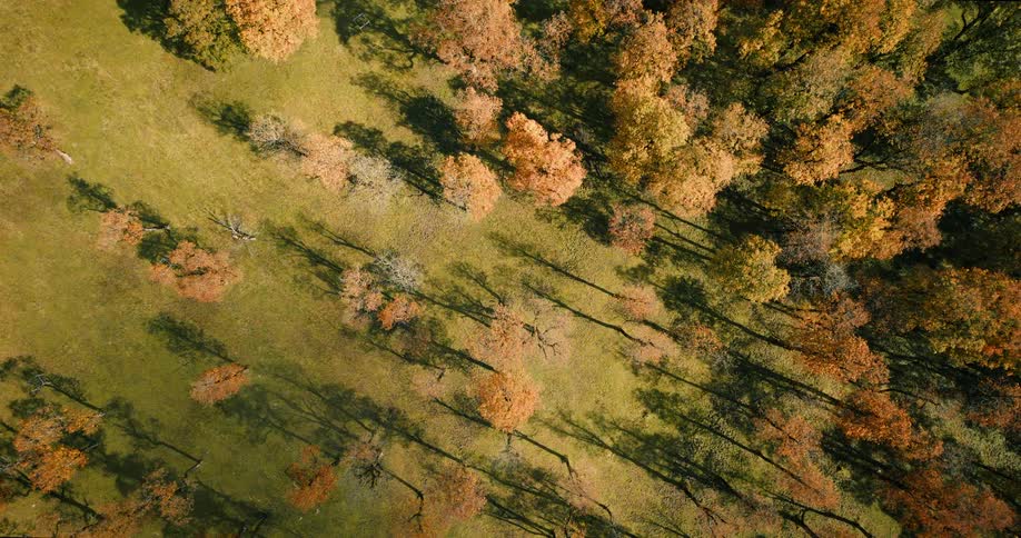 A top-down aerial view of a vibrant forest as it smoothly transitions from lush summer green to brilliant autumn colors