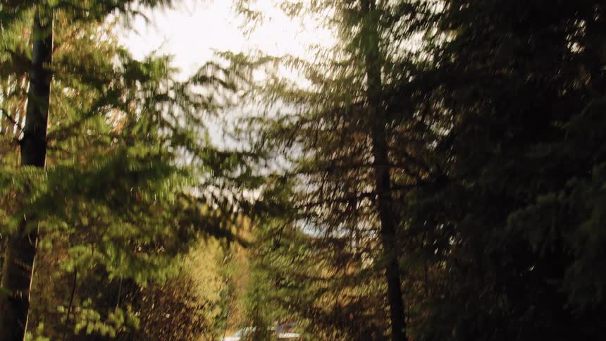 A slow camera tilt from the sun shining through tall evergreen trees down to a muddy path in an autumn forest