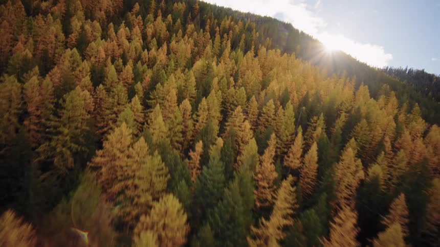 An aerial shot flies over a lush mountain forest with golden foliage in the warm sunlight