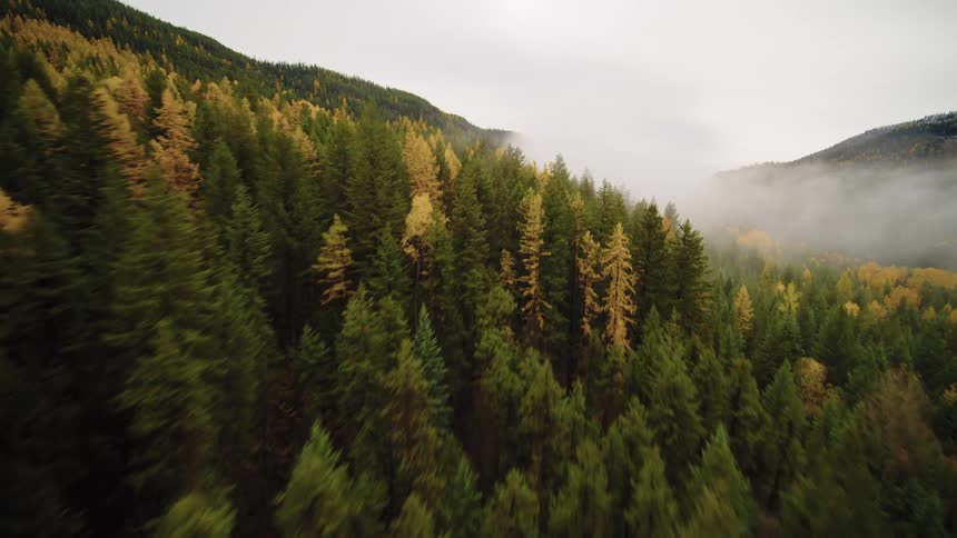 A fast-paced aerial flight over a vibrant autumn forest of green and golden trees on a foggy mountain morning