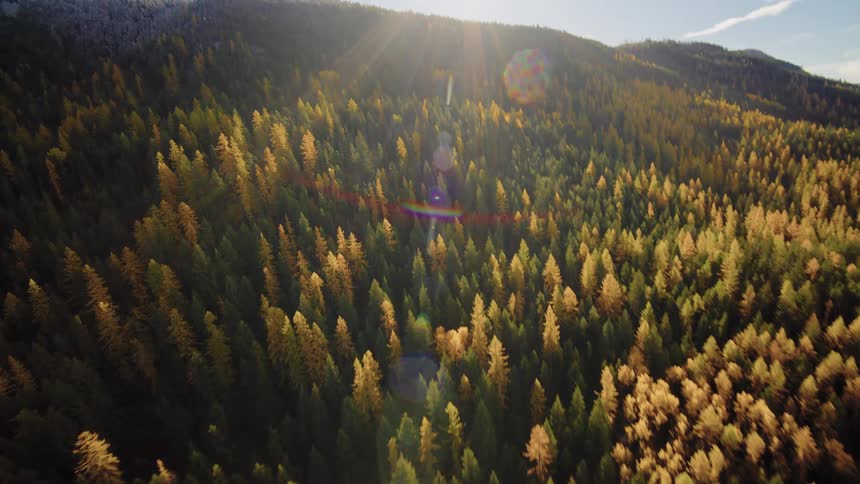 An aerial view reveals a dense autumn forest on a mountainside with the bright sun shining in the sky