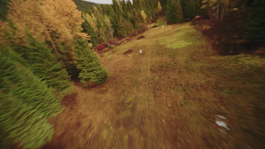 An immersive FPV drone dives from the golden canopy of an autumn forest, speeding along a clearing below