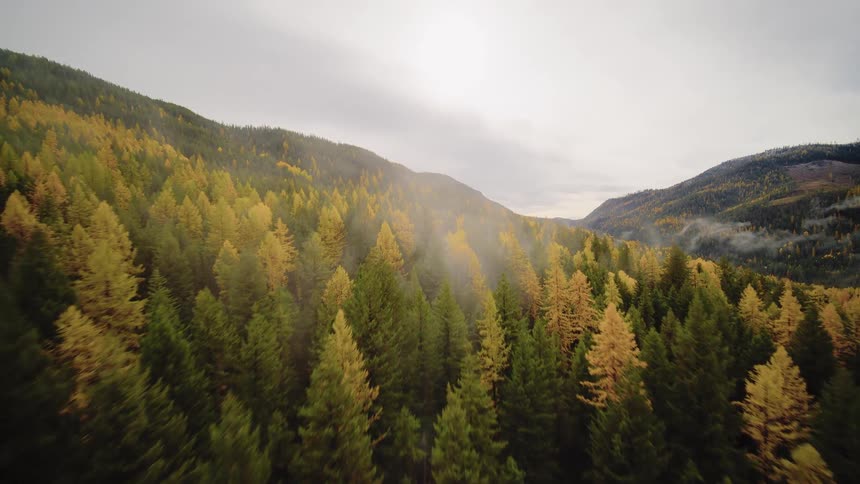 An aerial drone flies through the morning fog over a vast mountain forest with vibrant green and yellow autumn colors
