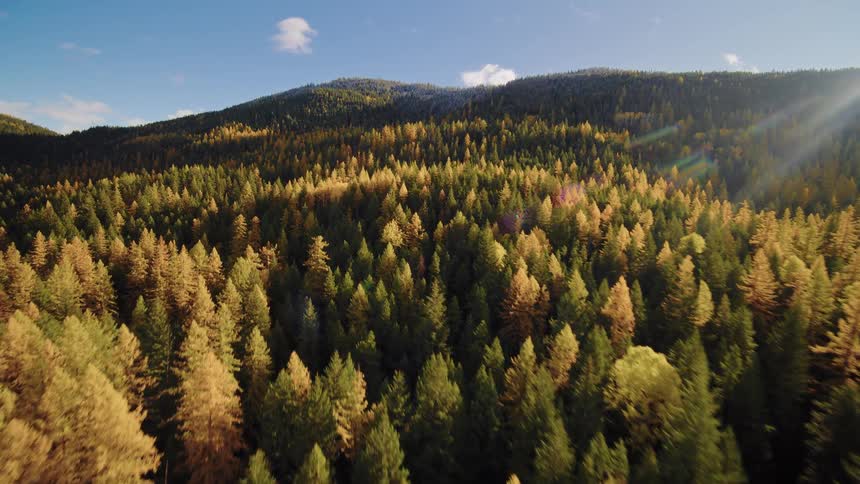 A majestic aerial flyover of a dense, colorful autumn forest on a mountainside with a bright sun flare