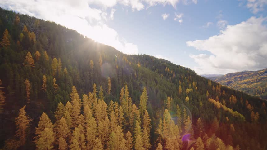 A majestic aerial flight reveals a sprawling mountain landscape with a dense forest of golden larches during a sunny autumn day