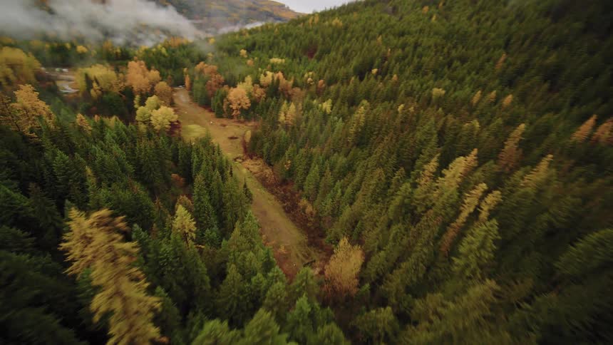 A sweeping aerial view flies over a dense, foggy forest of evergreen and golden autumn trees in a mountain valley