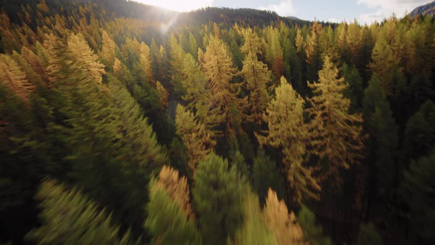 An epic aerial view soars quickly over a mountainside covered in a dense forest of green and golden autumn trees at sunrise