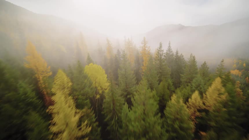 A fast-paced aerial view soars over colorful autumn treetops shrouded in thick fog and low-hanging clouds