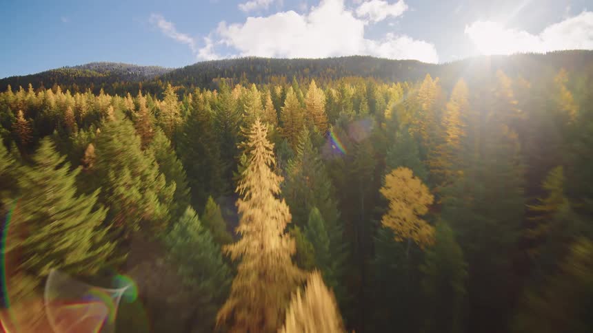 A thrilling first-person-view aerial flight over a vibrant autumn forest on a sunny mountainside