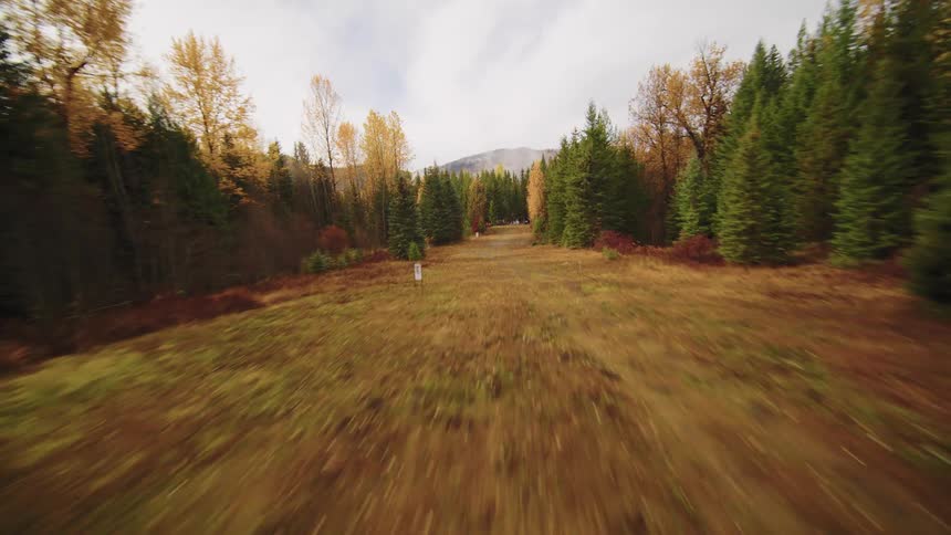 A fast-paced FPV drone shot descends and speeds down a grassy forest clearing lined with colorful autumn trees