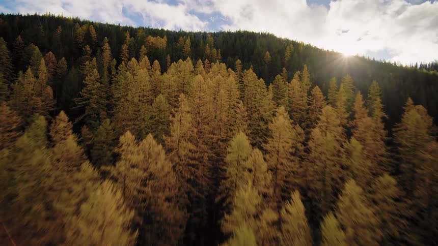 Aerial footage soars over a sunlit mountainside covered in a golden autumn forest with a beautiful lens flare