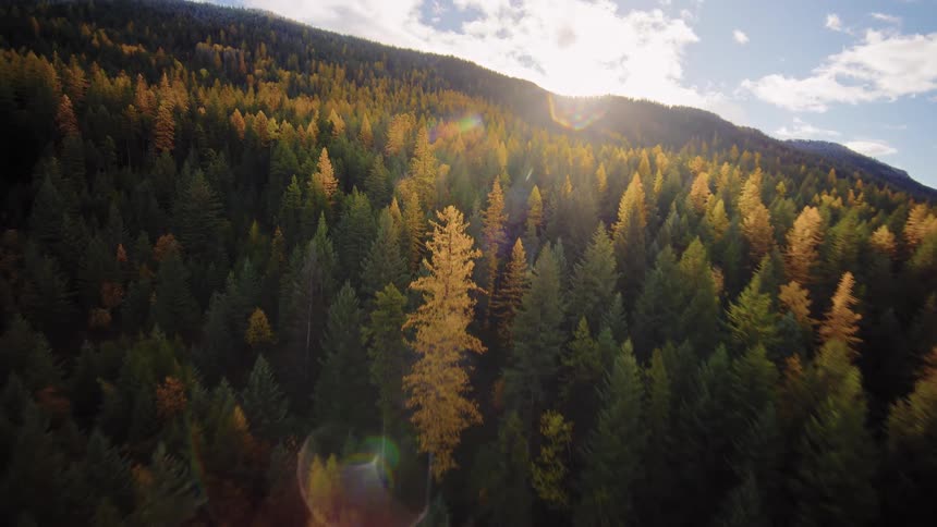 Aerial footage glides over a beautiful mountainside forest painted with the golden colors of autumn under a bright sun