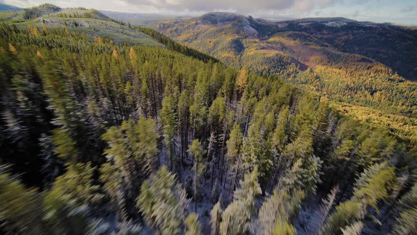 An aerial flyover of a dense mountain forest where snow-covered evergreen trees transition to autumnal-colored hillsides