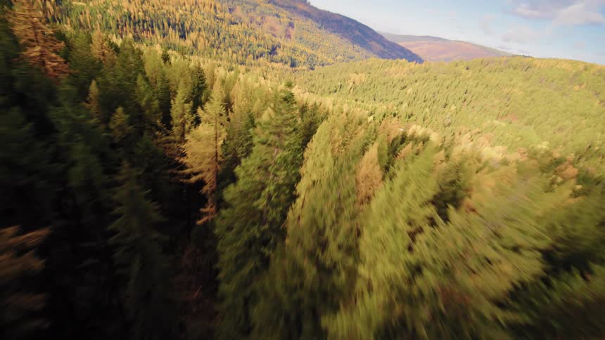 Exhilarating aerial descent over a dense evergreen and golden larch forest blanketing the mountainside in autumn