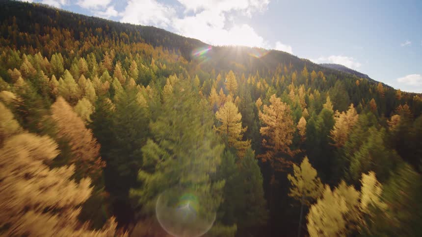 A breathtaking aerial flight glides over a dense forest of evergreen and golden autumn trees on a sunlit mountainside