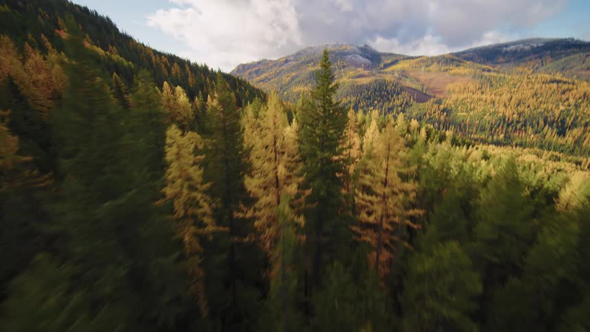 A breathtaking aerial view soars over a vast mountain forest of evergreen and golden autumn trees
